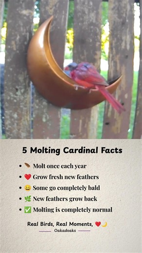 ❤️ 5 Molting Cardinal Facts #backyardbirds #moonbirdfeeder #birdlovers #birdfacts #birdcam #birds