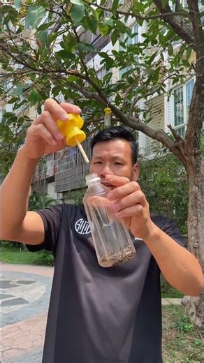 Eliminate Fruit Flies with Bee Traps - DIY Pest Control Guide