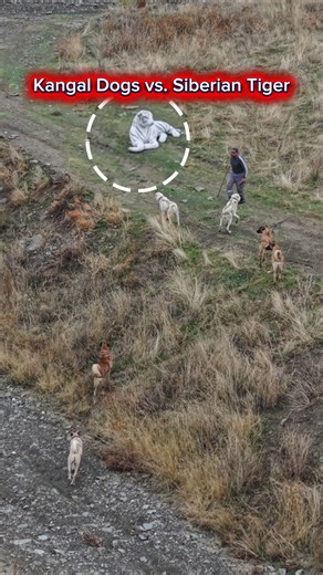Kangal Dogs vs. Siberian Tiger 😁