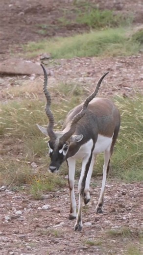 Exotic Animal Hunts in Texas at Buckhorn Ranch