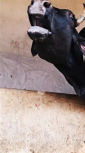 Ferocious cow sound#amba humba cow mooring sound