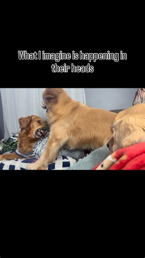 Goldens&&kitties🐾 on Instagram: "Anyone else’s couch get used for senior dog lazy fight club? 😂 #biteyface #seniordog #goldenretriever #funnydogs #dogsofcleveland #goldens"
