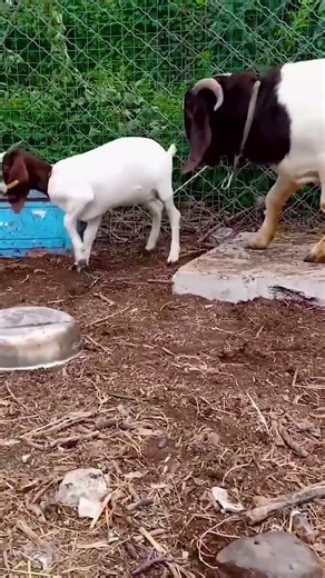 The backup boys are starting to go into battle 2317