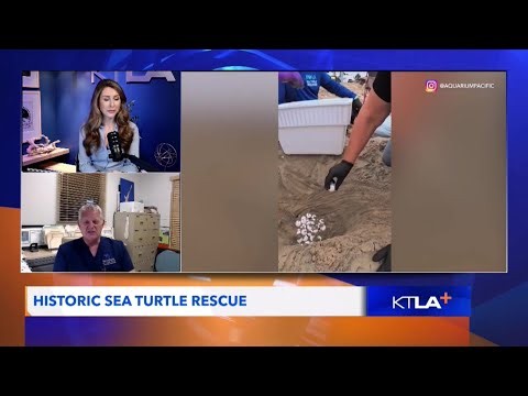 Historic sea turtle rescue in Southern California