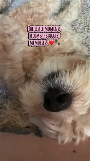 Some days don’t need a big milestone to be special. Just a quiet moment on the couch, a happy little face, and a heart that’s healing one day at a time. ❤️🐾 These are the memories I’ll treasure forever. Follow Carlos’s journey for more moments that remind us to slow down and appreciate the little things. ❤️ #CarlosTheCavapoo #feelgoodcontent #fyp #PetRecovery #unconditionallove