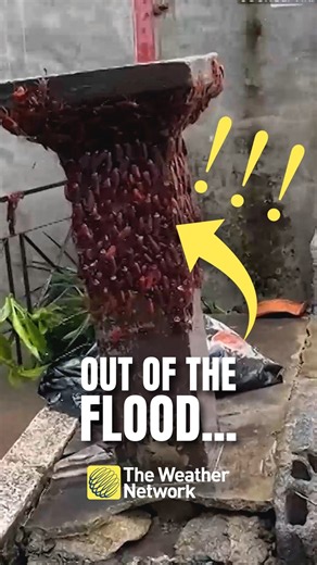 Look what crawled out of the floodwater 🪳🪳🪳 | #nope