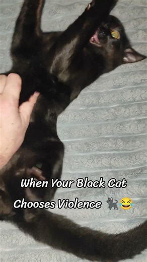 Spicy Black Cat Gets Playful and Grumpy! 🐾 Black Cat Attacks Hand
