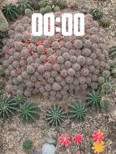 ⏱️ 60 MIN TIMER | Beautiful Blooming Cactus Flowers & Desert Sunset (Deep Focus) 🌵🌸 Ignite your resilience and lock into ultimate productivity with this 60-minute countdown timer. Witness the astonishing, ultra-photorealistic miracle of beautiful cacti bursting into vibrant pink, golden yellow, and crimson blossoms against a warm, hazy desert sunset. It is the perfect cinematic, rare, and highly captivating backdrop for studying, working, coding, or relaxing. Let the hidden splendor and powerf