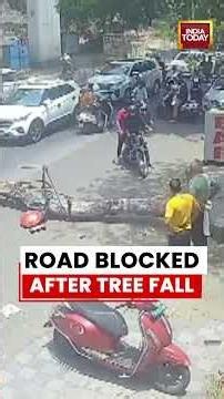 Viral Video: Road Blocked After Massive Tree Fall | Nagpur Traffic Disrupted in Sudden Incident
