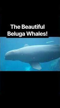 The Beautiful Beluga Whales at The Georgia Aquarium! #Atlanta #Belugawhales #Georgiaaquarium