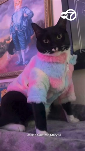 Cat Ruthlessly Fat-Shamed by Fire Safety Inspectors