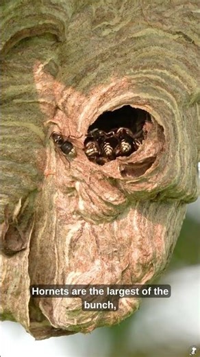 Hornets, Bees, and Wasps: What's the Difference?