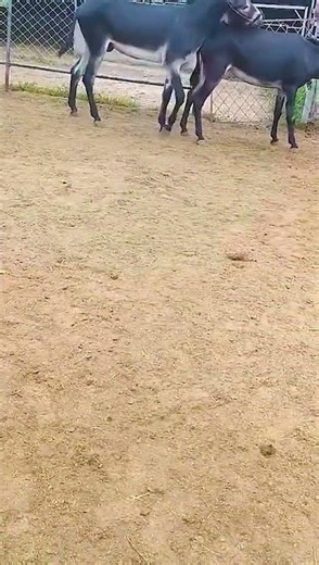 Funniest Donkey Ever Donkey Training the fun way 156