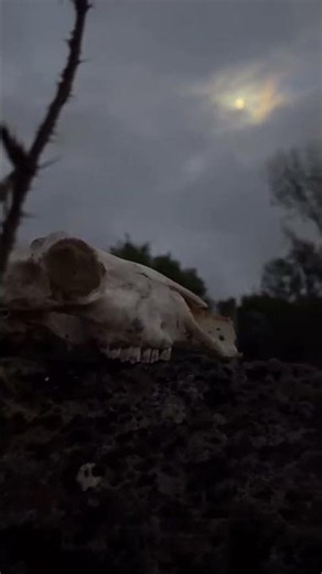 Tonight’s adventures… I can’t think of a better way to start spooky season… #Spine #spookyseason