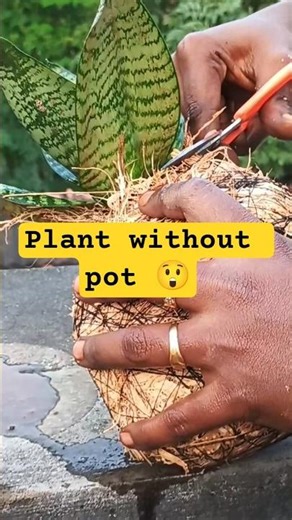 kokedama plant without pot #shorts