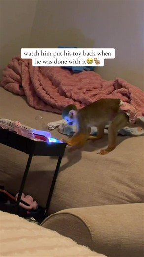 Monkey Puts Toy Back When Finished — Cute Viral Moment