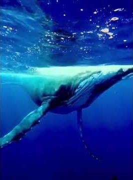 Dolphins Playing & Making Noises in the Ocean | Giant Whale Surprise