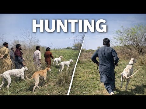 King Size Animal Hunting with 50 Dogs | Village Jungle Hunting