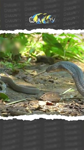 small snakes managed to defeat the king cobra #uluntv #wildlife #wildtv #short