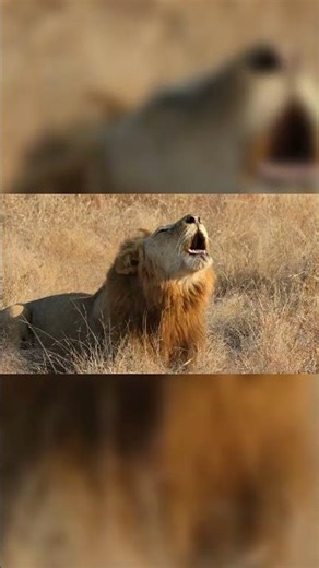 Can you guess The Animals! The Discovery Animals!