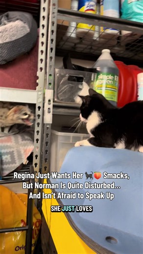 Why Do Cats Love Butt-Smacking? Norman Reacts
