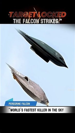 "World's Fastest Killer in the Sky - Peregrine Falcon ! #Wildlife,#Trending Factsvideos