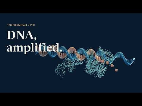 How PCR Copies DNA | Taq Polymerase in Action