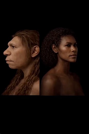 Difference between Neanderthal and Homo sapiens explained…