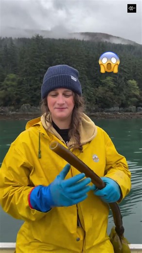 Everything You Need to Know About Bull Kelp: Alaska’s Superfood