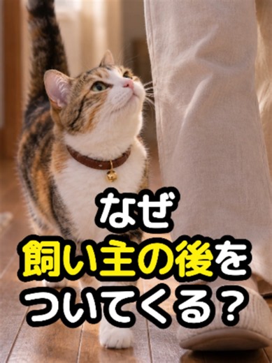 どこに行ってもついてくる猫、その理由は…