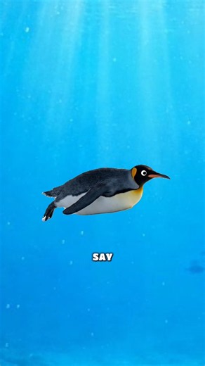 Why did Penguins stop Flying??😂
