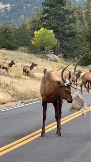 Deer with Something Stuck in Its Antlers 😱 Shocking Discovery #Deer #Wildlife #Nature #AnimalRescue
