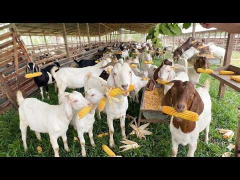 Relax 1 Hour With Mountain Goats In A Peaceful Countryside Farm | Goat Life