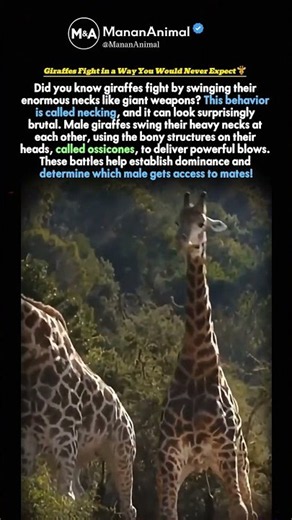 Giraffes fight in a way you would never expect...