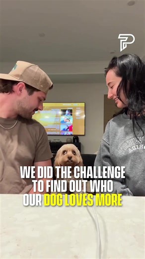 Cavapoo Gino's Love Challenge Tie