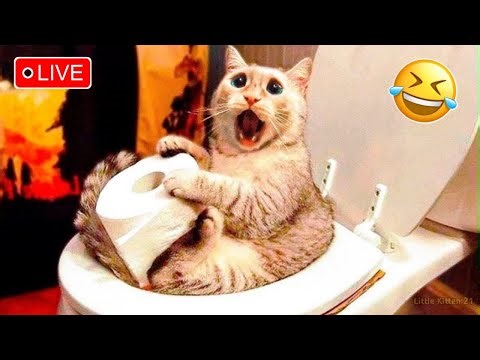 Funny Cats and Dogs 😹🐶 Part 1