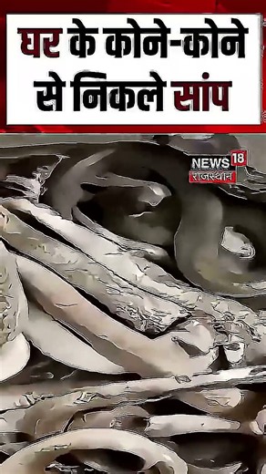 Snake Viral Video : घर बना सांपों का अड्डा, निकले 31 नाग!|N18S | Viral Video |top News|Breaking News