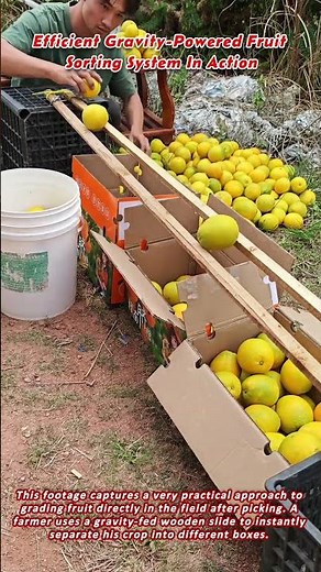 Efficient Gravity Powered Fruit Sorting System In Action