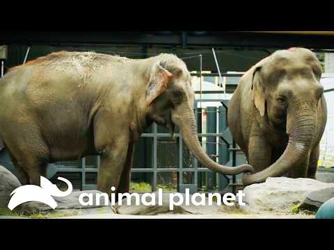 Gentle Giants 🐘 The Zoo | Animal Planet