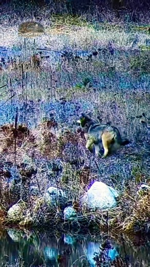 This Gray Wolf Moved So Fast We Almost Missed It #TrailCam #Wildlife #Wolf