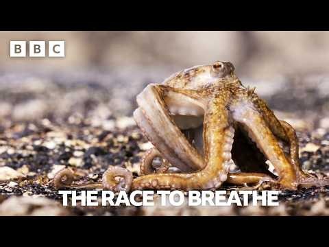 This octopus needs water before it runs out of oxygen | Blue Planet III - BBC