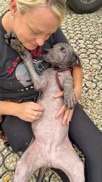 Scared Pittie Gets Her Own Princess Diaries Glow-Up | The Dodo