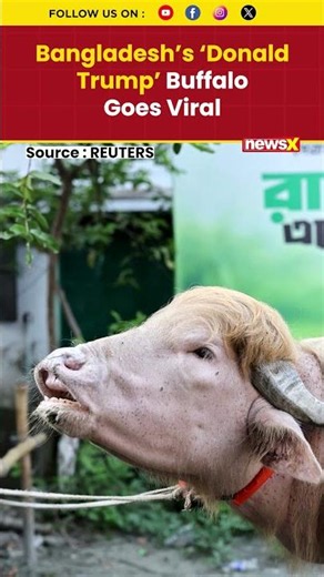 #mustwatch Bangladesh’s ‘Donald Trump’ Buffalo Goes Viral Before Eid | World News | NewsX