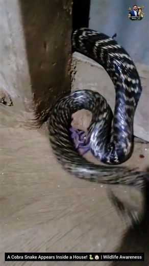 A Cobra Snake Appears Inside a House! 🐍🏠 | Wildlife Awareness#CobraSnake #WildlifeAwareness