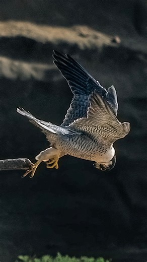 Restless Peregrine Falcon aka Maxine as she and Odin approach their mating Season. . . . #falcon #peregrinefalcon #birdsofprey #matingseason #wildlife | Tohid Azimi