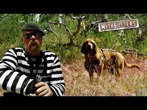 Can A Red Herring Really Trick A Bloodhound Off Its Trail? | MythBusters