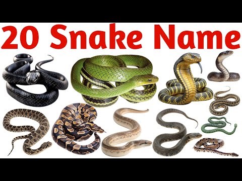 20 साँपों के नाम | Kids Learn Snake Names with Pictures | Wild Snakes Vocabulary Video in English