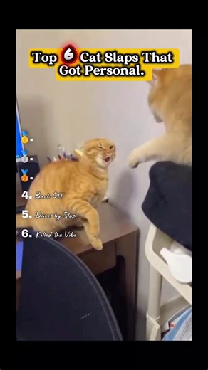 Top 6 Savage Cat Slaps You Didn’t Expect 😳💥 #short #animals #funny #slap