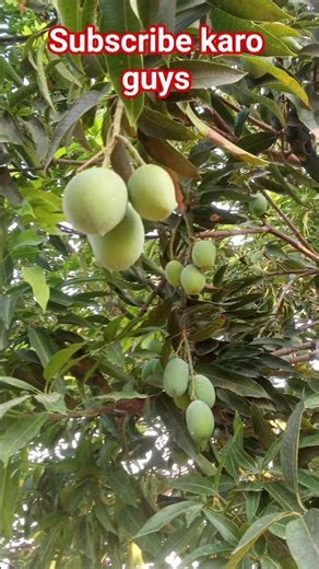 viral mango Aaj mango tree ki photo#minivlog #dailyminivlog #minivlogseries #mangotree #pruning