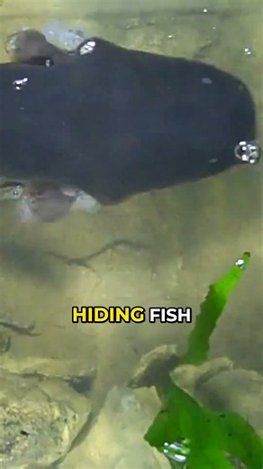 This Fish Can Shock a Horse... and It's Not Even an Eel ⚡ Electric Eel Facts #shorts